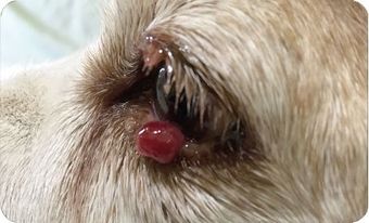 Tumor Augenlid