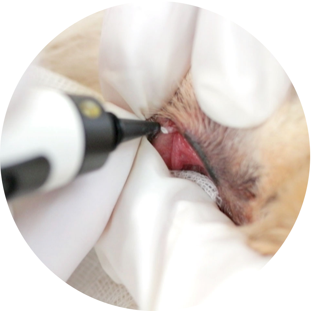 Kryochirurgie Veterinärmedizin